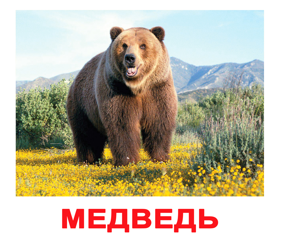 Карточки Вундеркинд с пеленок 