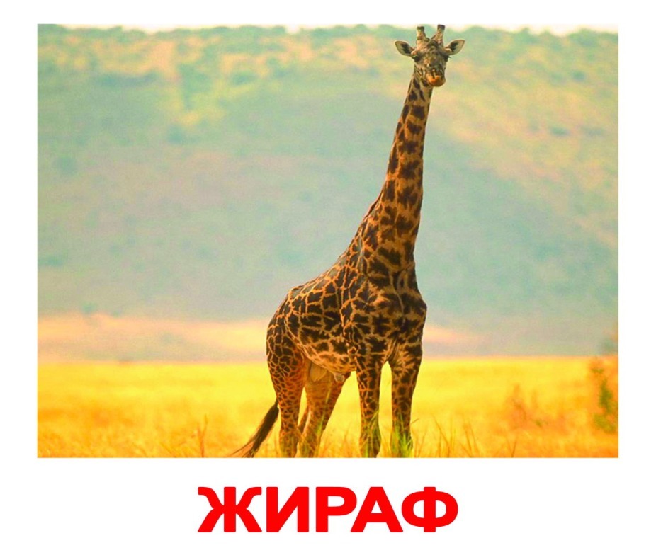 Карточки Вундеркинд с пеленок