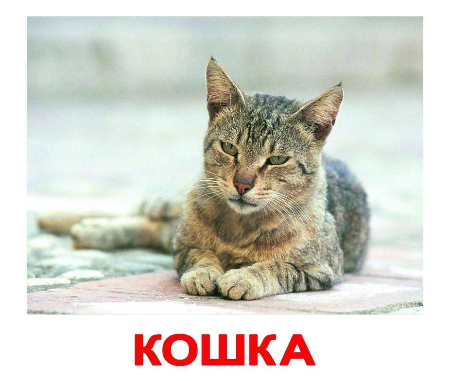 Кошка