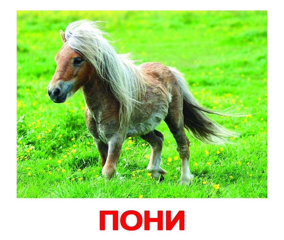 Пони